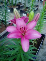 [1711 Eltanin Mak No01.JPG]